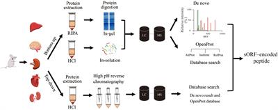 Mapping Microproteins and ncRNA-Encoded Polypeptides in Different Mouse Tissues